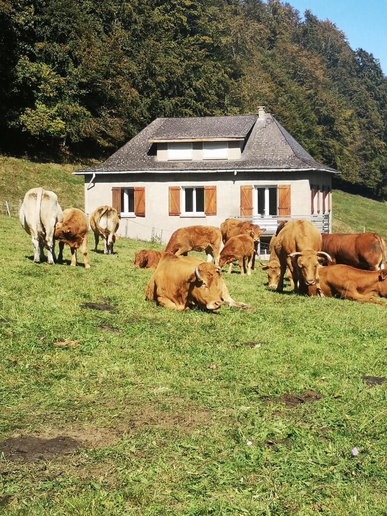 Vila Tourmalet Campan Exteriér fotografie